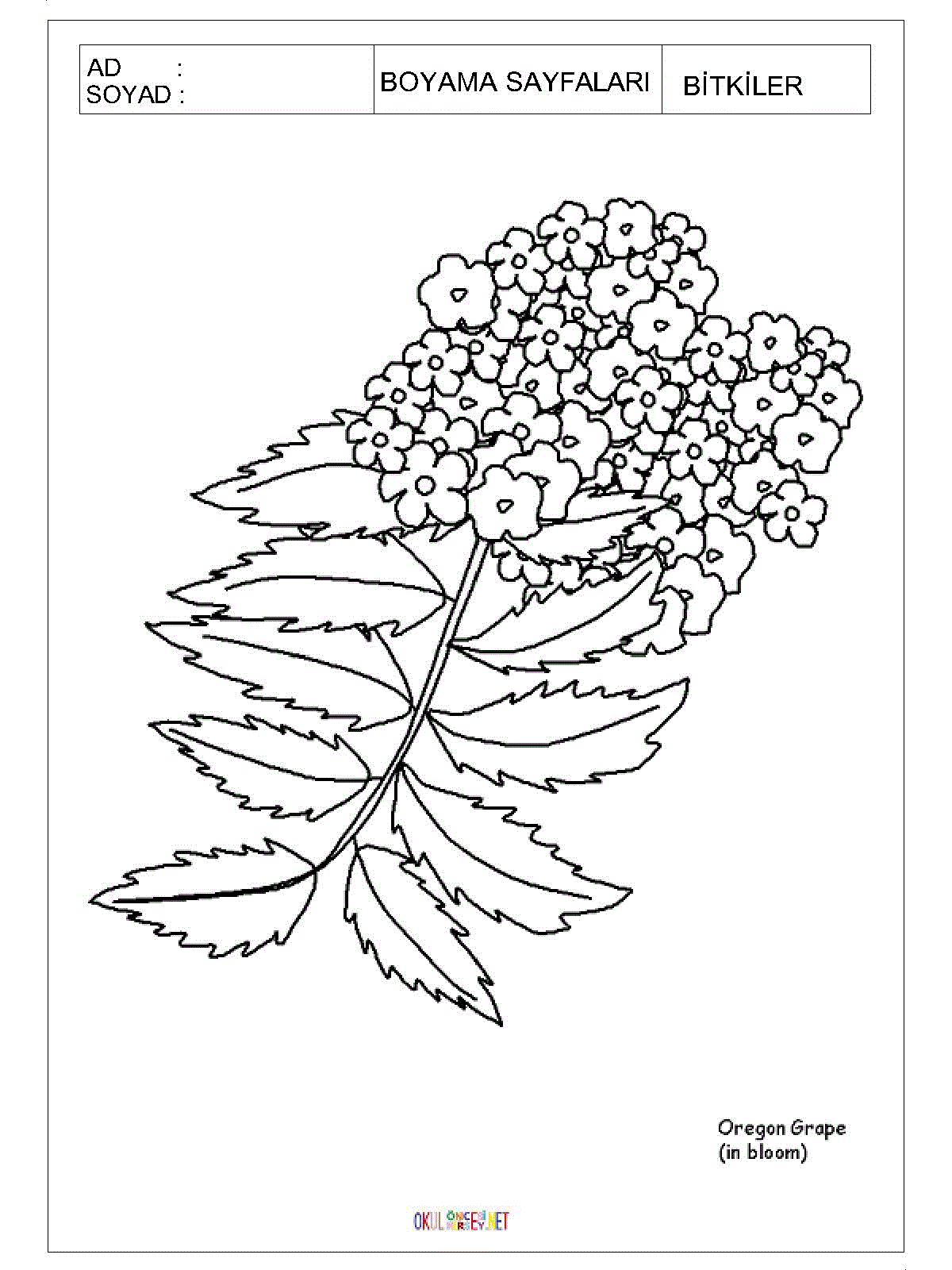 dalda çiçek boyama sayfaları 1