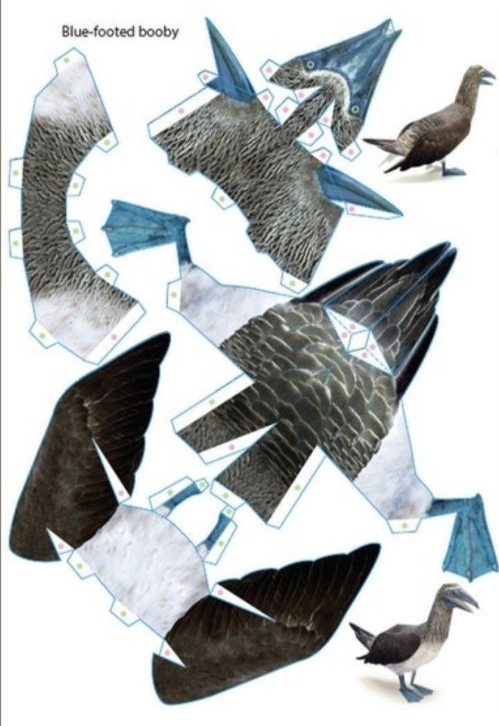 Çocuklar İçin  Hayvan Hazır Maket Şablonları  