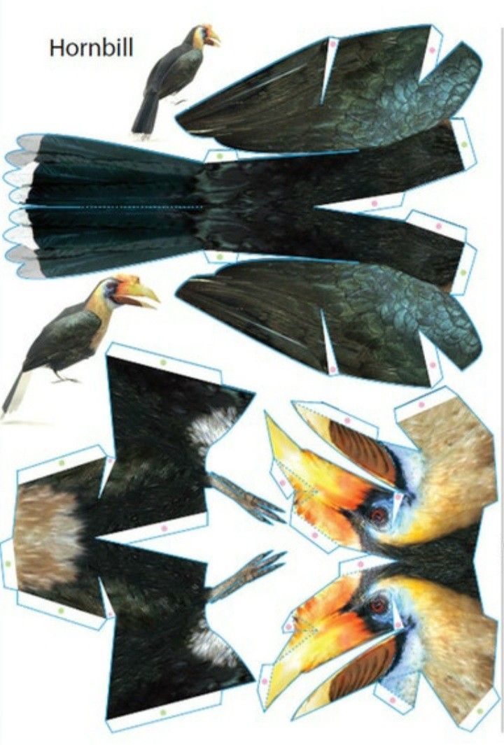 Çocuklar İçin  Hayvan Hazır Maket Şablonları  