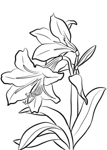 Çocuklar İçin Amaryllis Boyama Sayfaları 