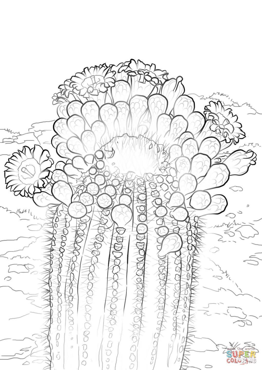Çocuklar İçin Saguaro Boyama Sayfaları 