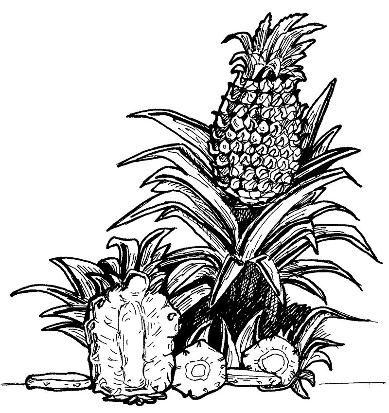 Çocuklar İçin Ananas Boyama Sayfaları 
