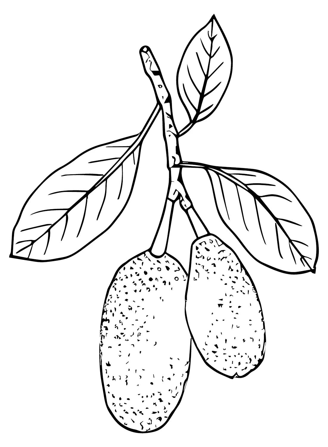 Çocuklar İçin Jackfruit Boyama Sayfaları 