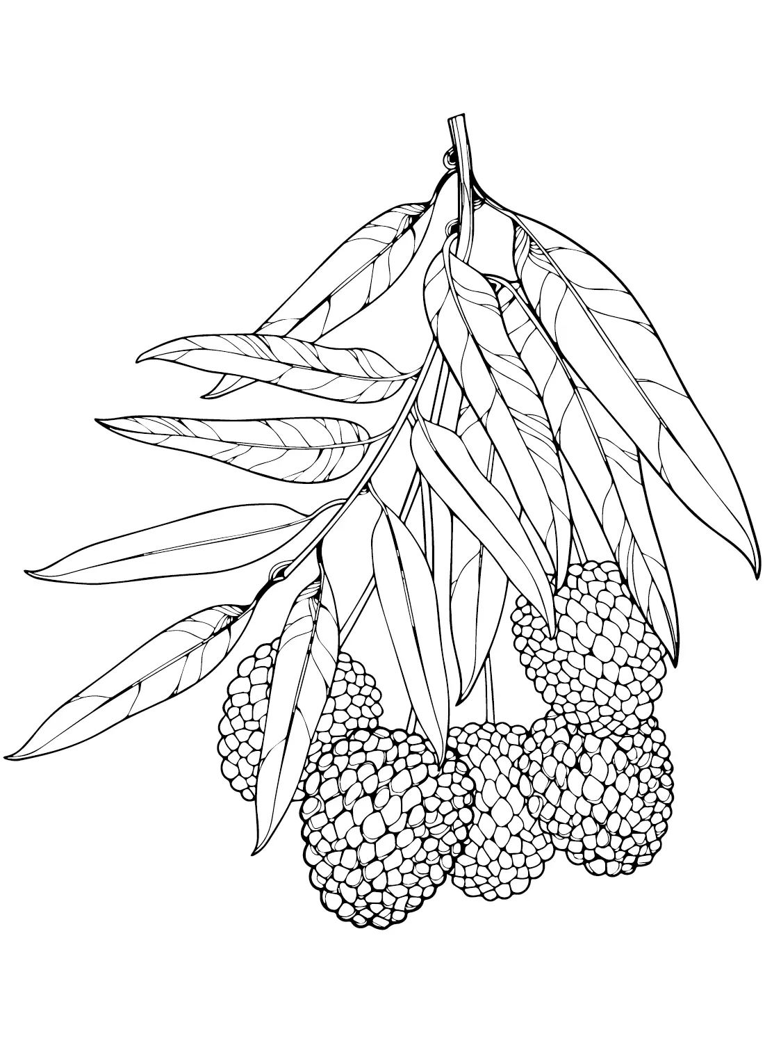 Çocuklar İçin Lychee Boyama Sayfaları 