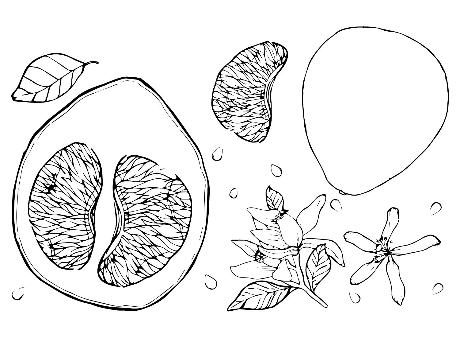 Çocuklar İçin Pomelo Boyama Sayfaları 