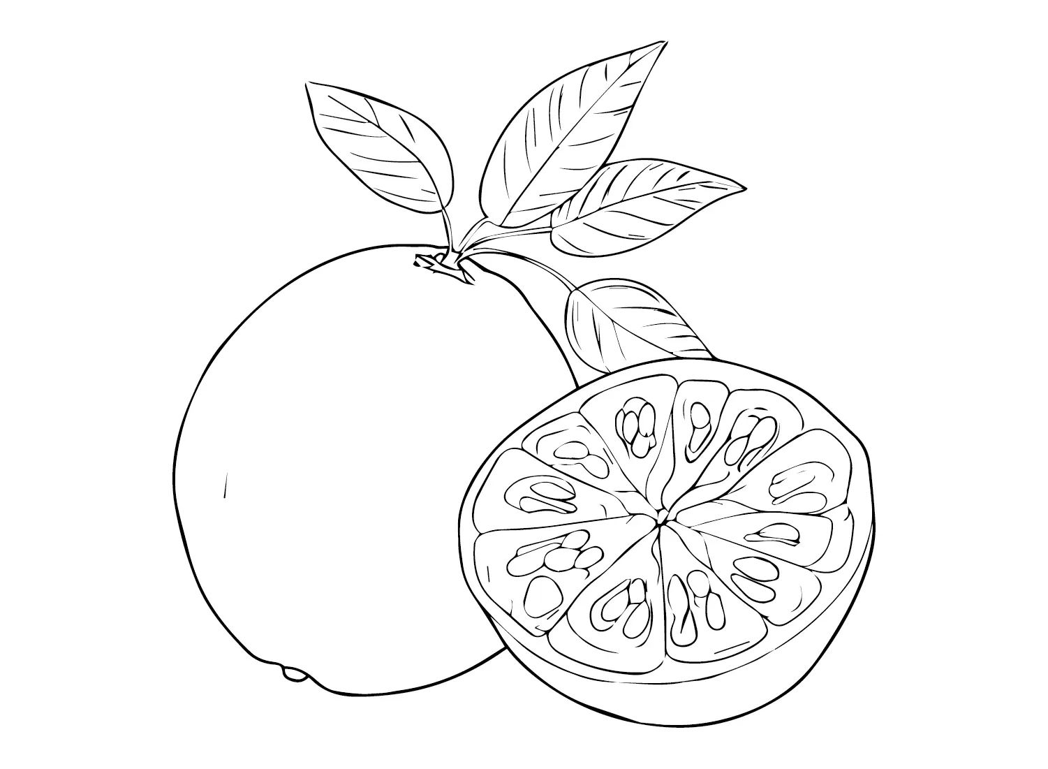 Çocuklar İçin Pomelo Boyama Sayfaları 