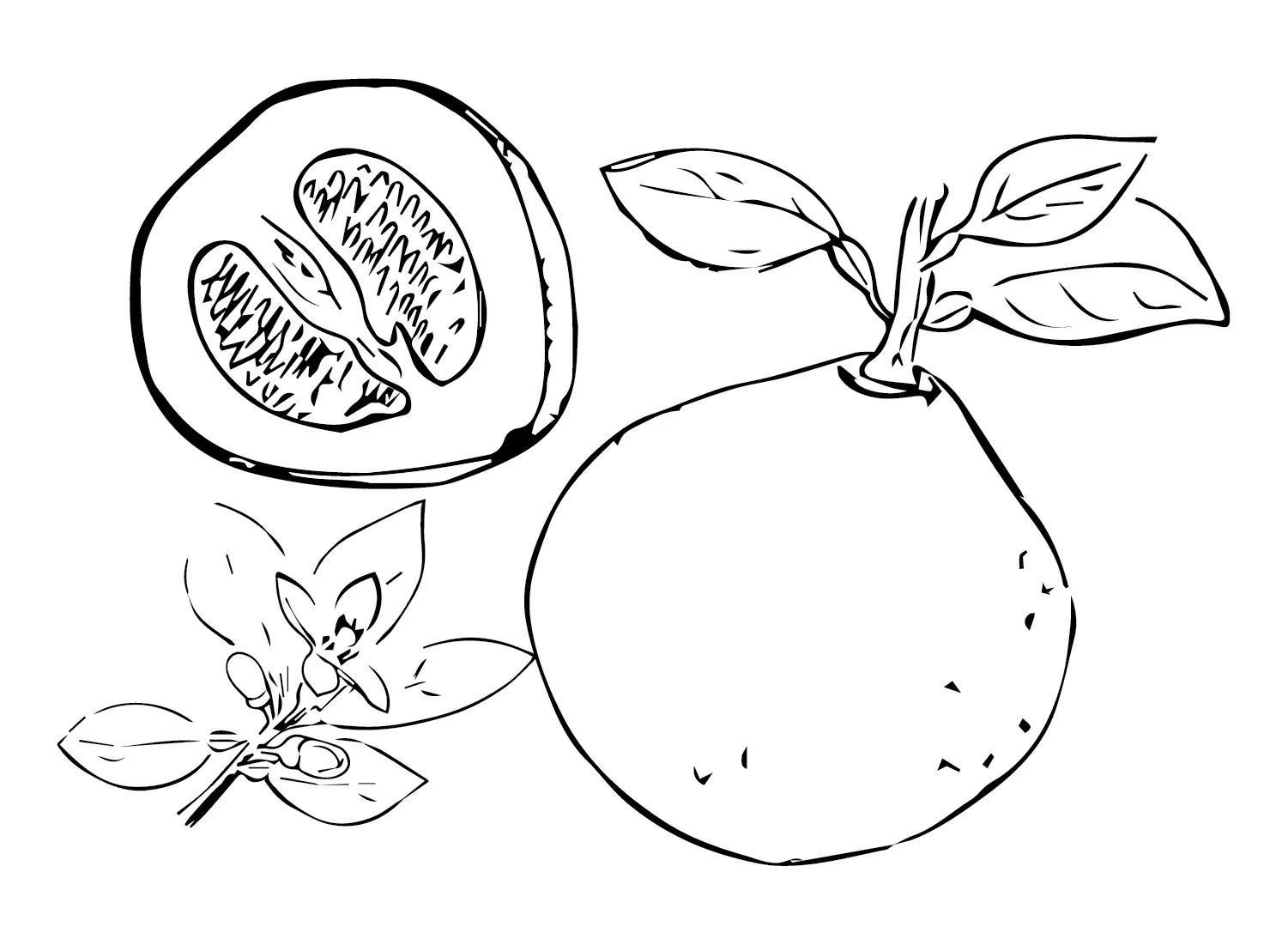 Çocuklar İçin Pomelo Boyama Sayfaları 