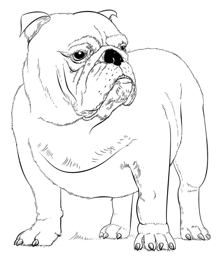 Çocuklar İçin Bulldog Boyama Sayfaları 
