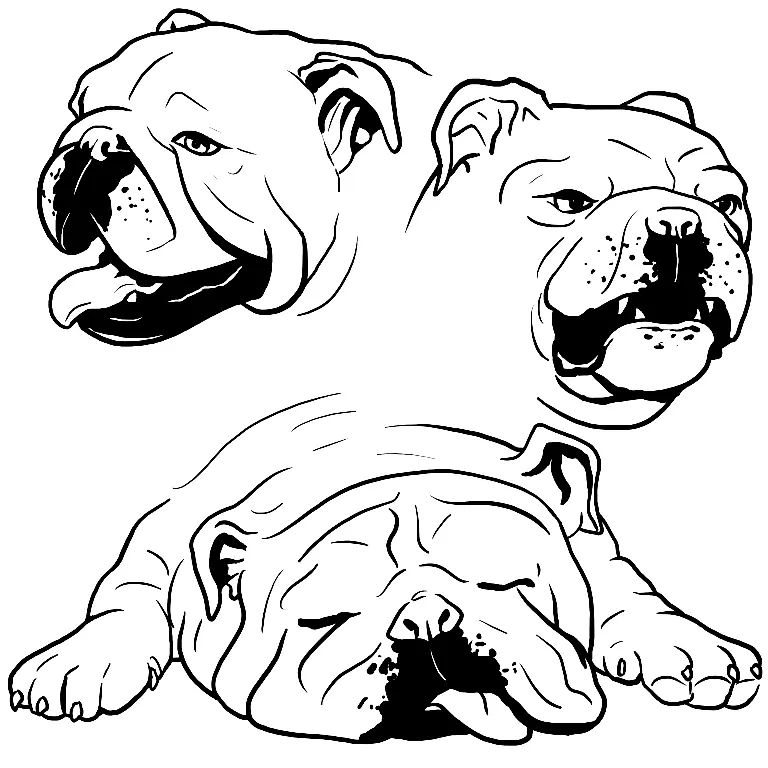 Çocuklar İçin Bulldog Boyama Sayfaları 