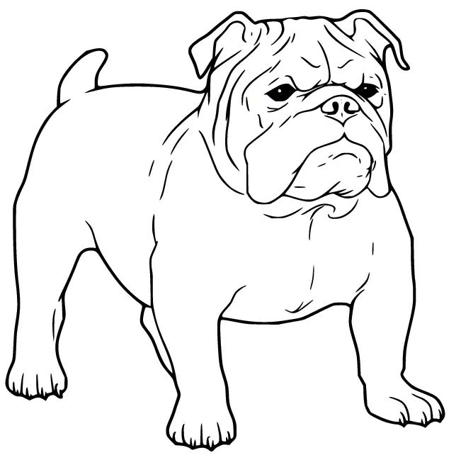 Çocuklar İçin Bulldog Boyama Sayfaları 