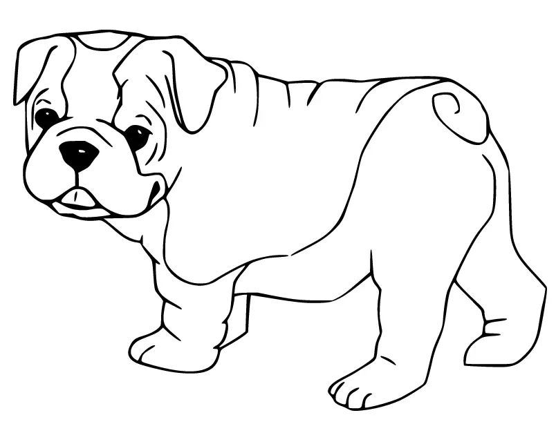 Çocuklar İçin Bulldog Boyama Sayfaları 