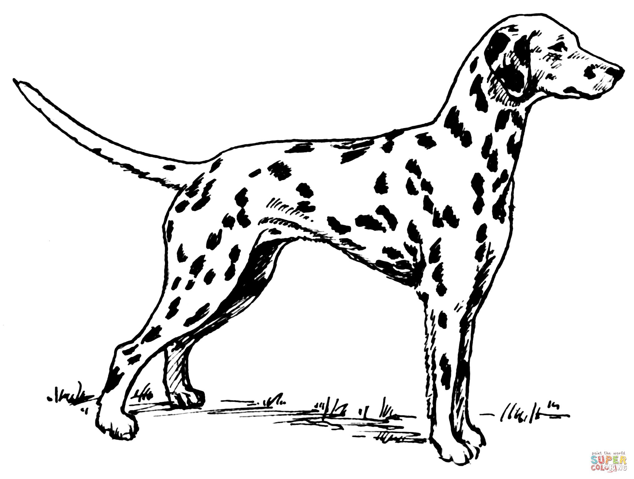 Çocuklar İçin Dalmaçyalı-Köpek Boyama Sayfaları 