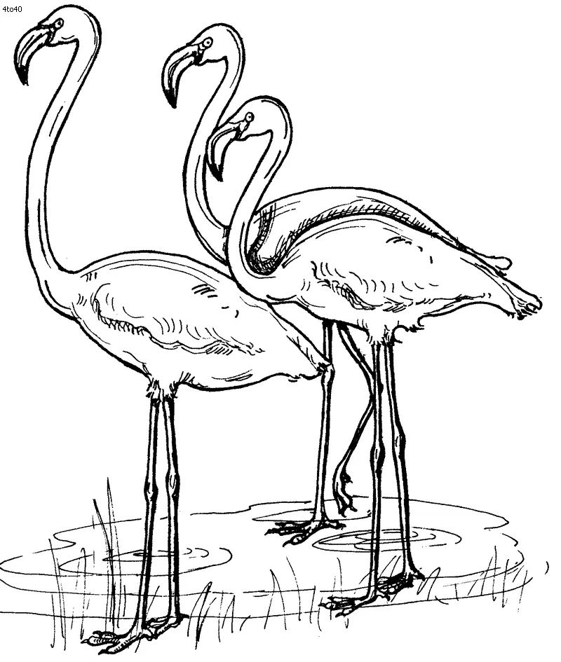 Çocuklar İçin Flamingo Boyama Sayfaları 