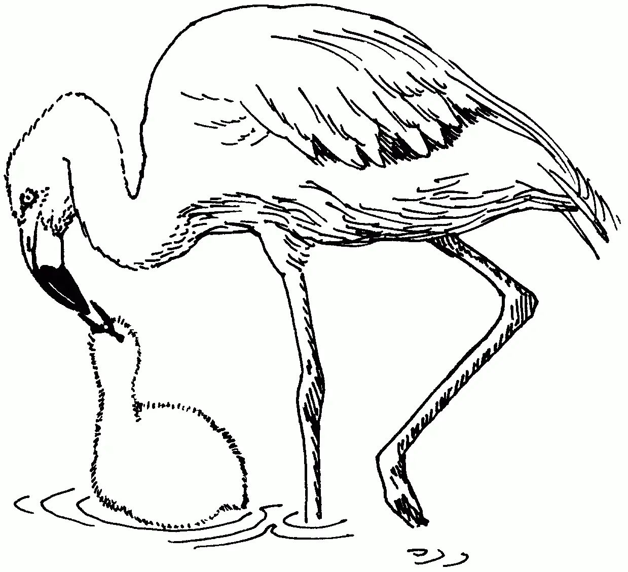 Çocuklar İçin Flamingo Boyama Sayfaları 