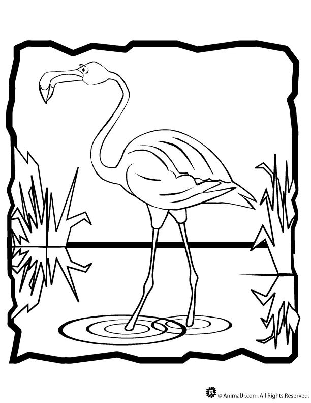 Çocuklar İçin Flamingo Boyama Sayfaları 