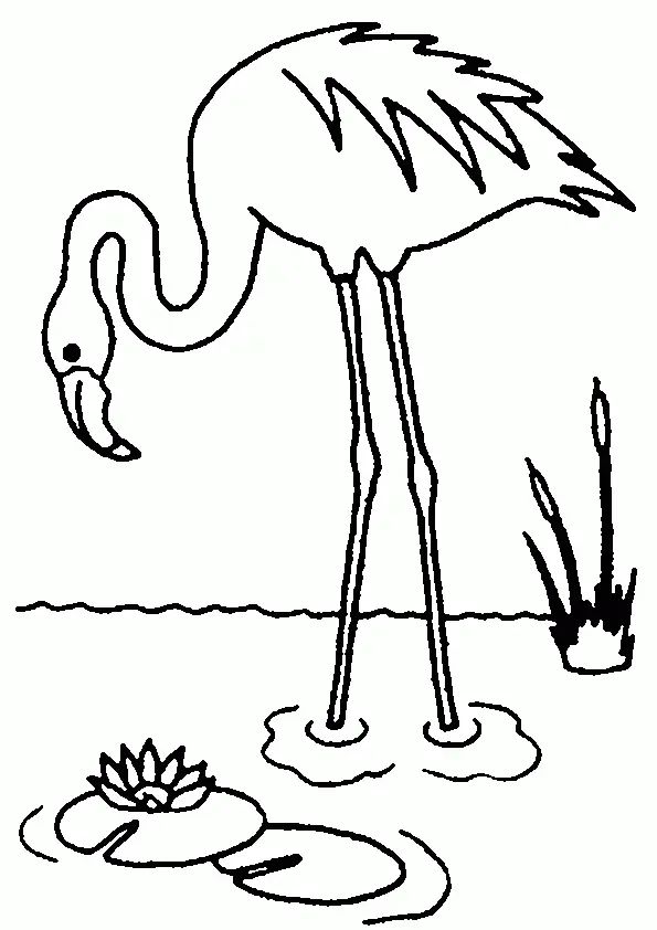 Çocuklar İçin Flamingo Boyama Sayfaları 
