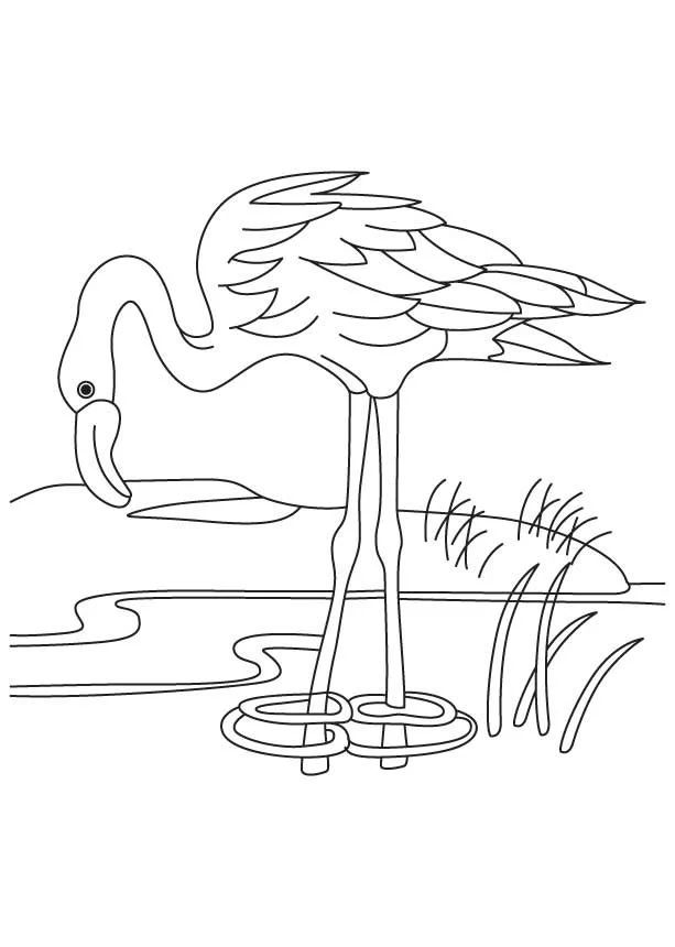 Çocuklar İçin Flamingo Boyama Sayfaları 