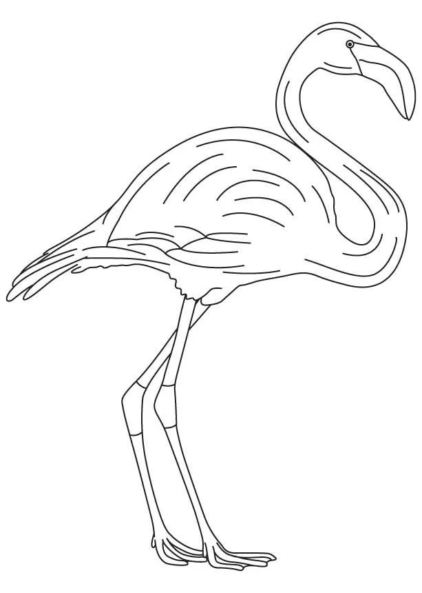 Çocuklar İçin Flamingo Boyama Sayfaları 