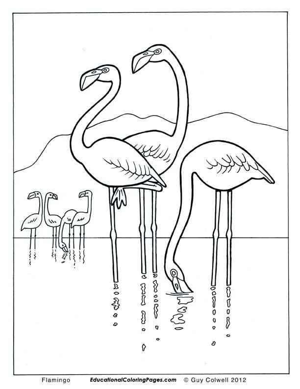 Çocuklar İçin Flamingo Boyama Sayfaları 