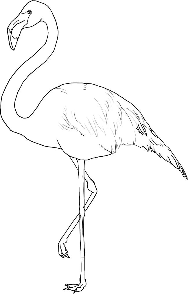 Çocuklar İçin Flamingo Boyama Sayfaları 