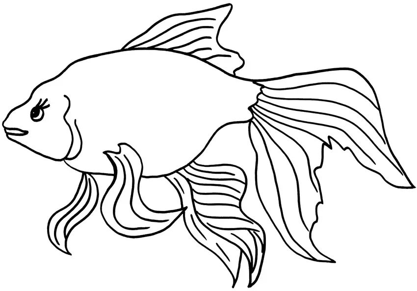 Çocuklar İçin Goldfish Boyama Sayfaları 