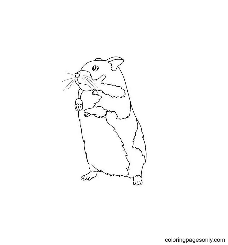 Çocuklar İçin Hamster Boyama Sayfaları 