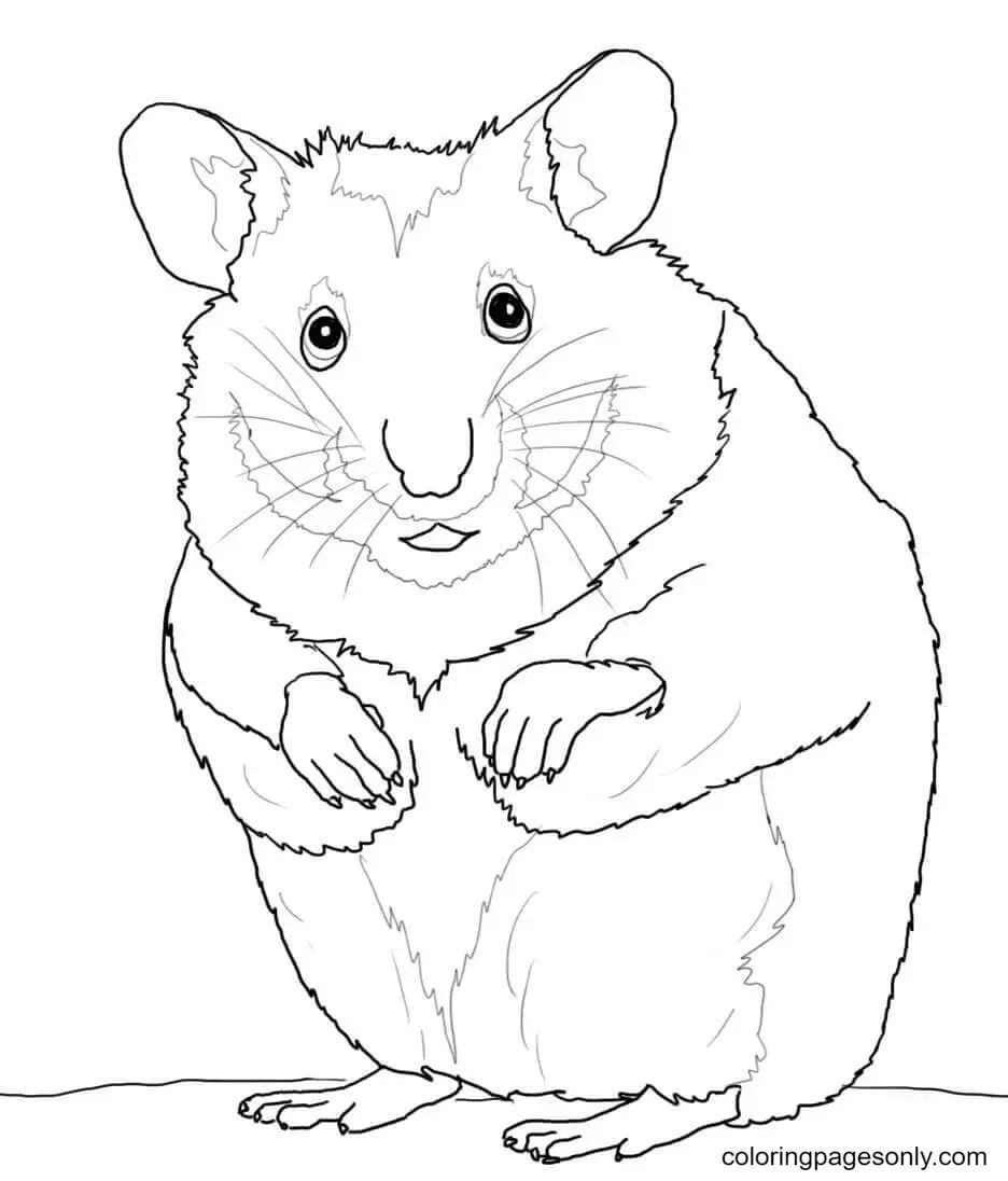 Çocuklar İçin Hamster Boyama Sayfaları 