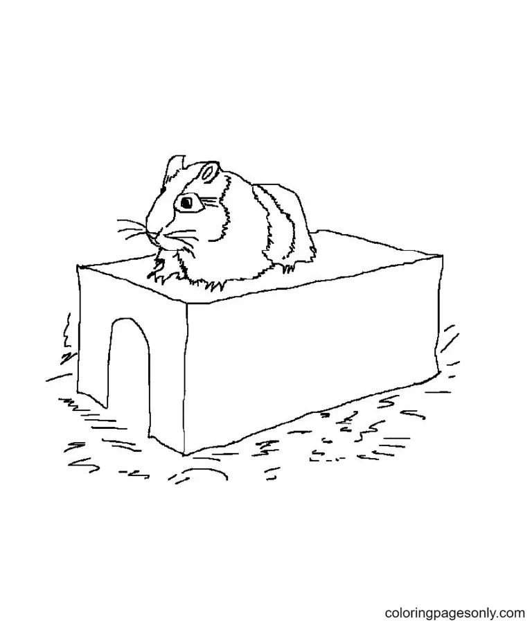 Çocuklar İçin Hamster Boyama Sayfaları 