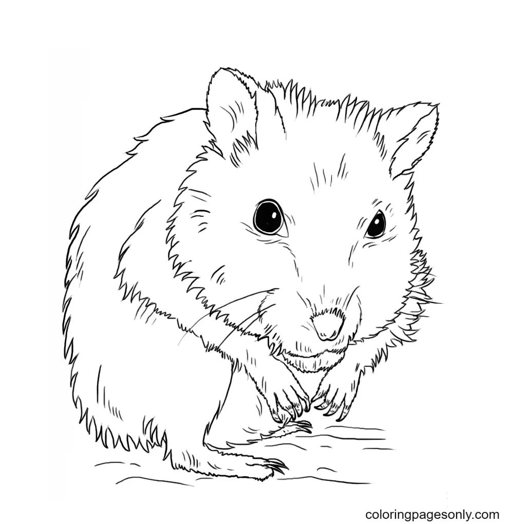 Çocuklar İçin Hamster Boyama Sayfaları 