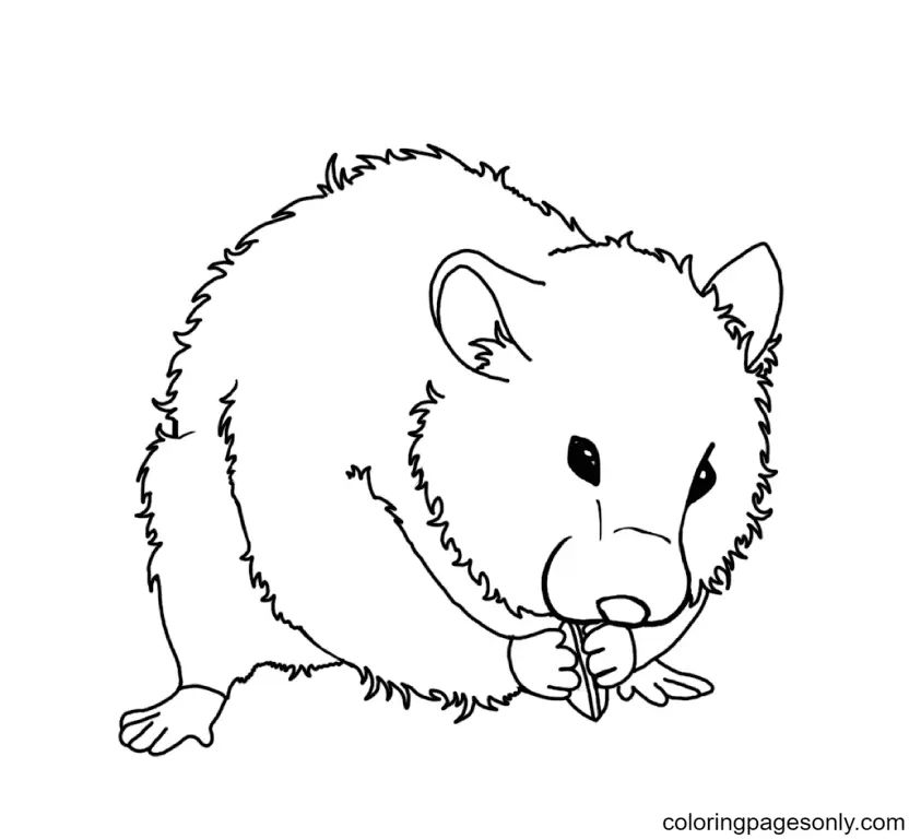 Çocuklar İçin Hamster Boyama Sayfaları 