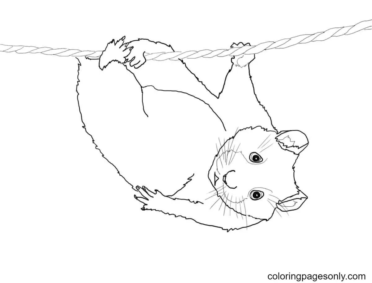 Çocuklar İçin Hamster Boyama Sayfaları 