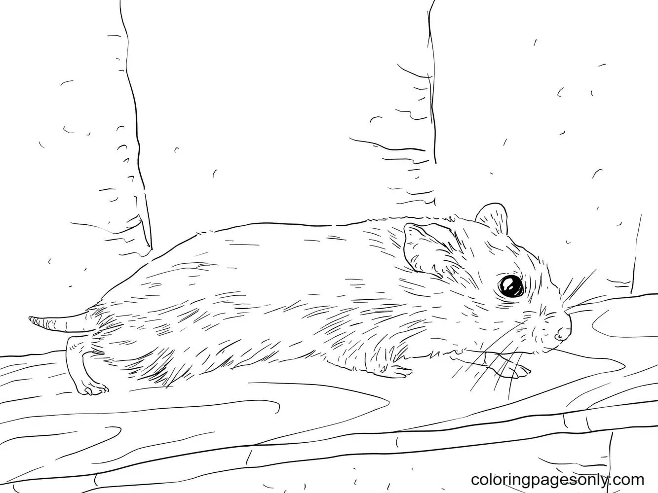 Çocuklar İçin Hamster Boyama Sayfaları 