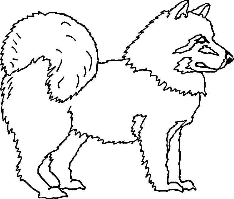 Çocuklar İçin Husky-Köpek Boyama Sayfaları 