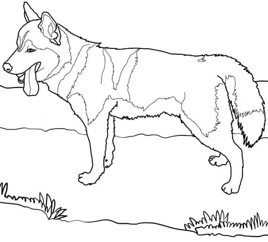 Çocuklar İçin Husky-Köpek Boyama Sayfaları 