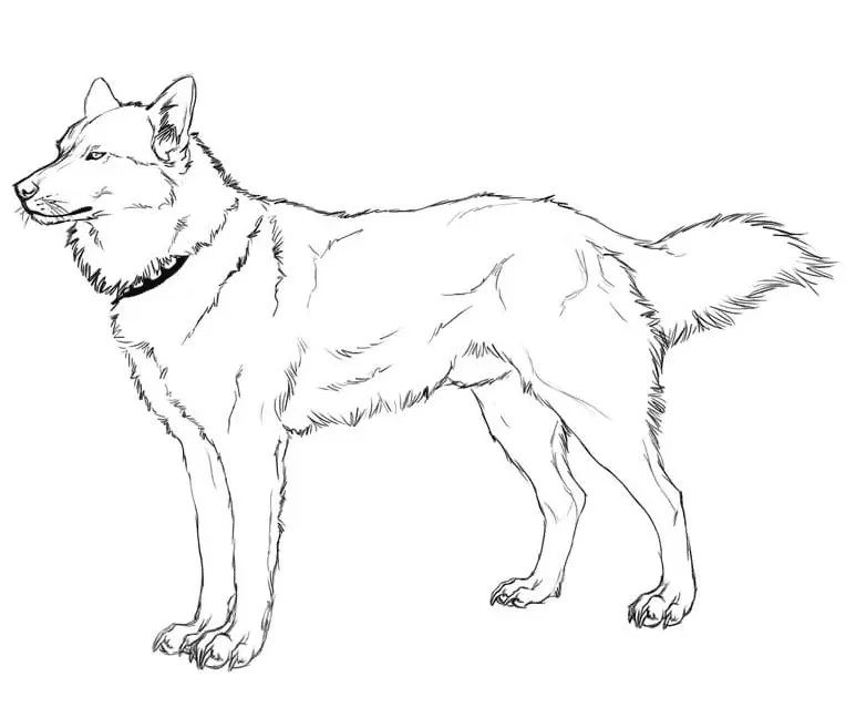Çocuklar İçin Husky-Köpek Boyama Sayfaları 