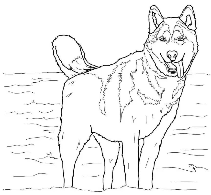 Çocuklar İçin Husky-Köpek Boyama Sayfaları 