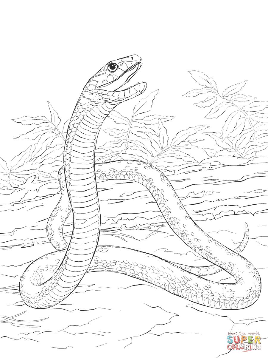 Çocuklar İçin Kara-Mamba Boyama Sayfaları 