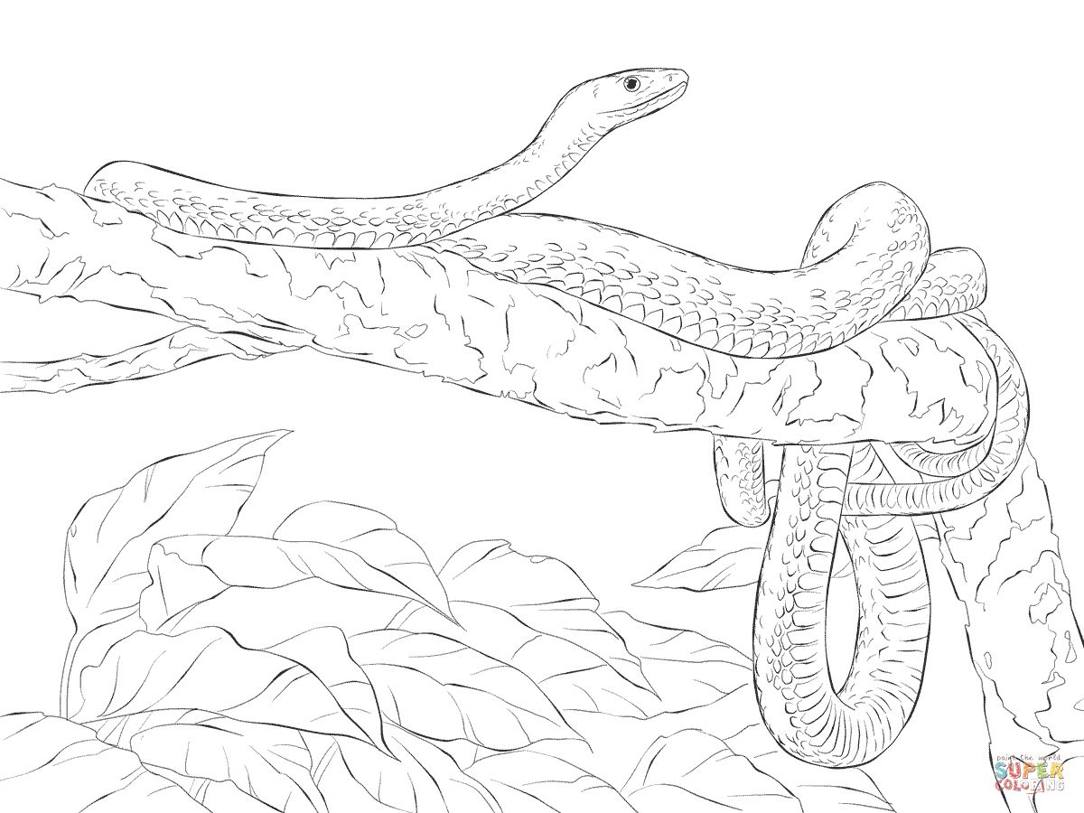 Çocuklar İçin Kara-Mamba Boyama Sayfaları 