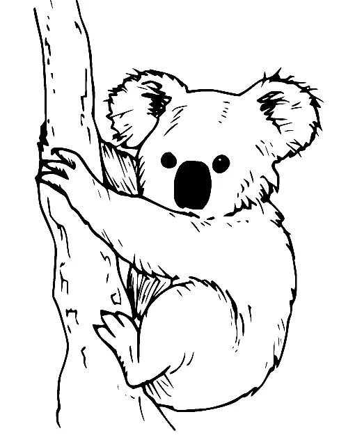 Çocuklar İçin Koala Boyama Sayfaları 