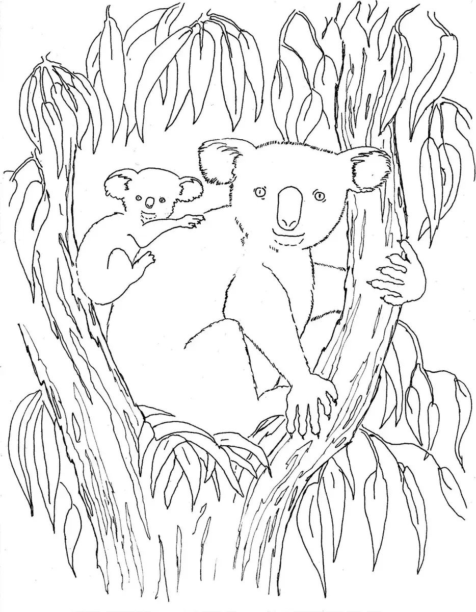 Çocuklar İçin Koala Boyama Sayfaları 