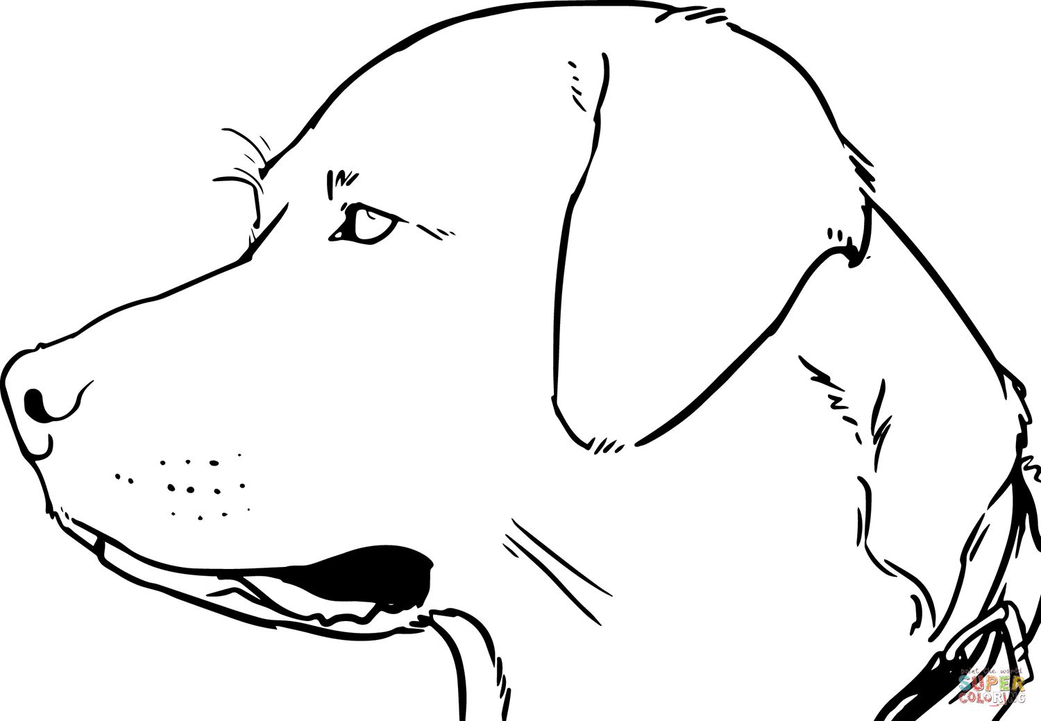 Çocuklar İçin Labrador Boyama Sayfaları 