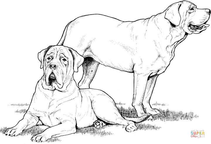Çocuklar İçin Labrador Boyama Sayfaları 