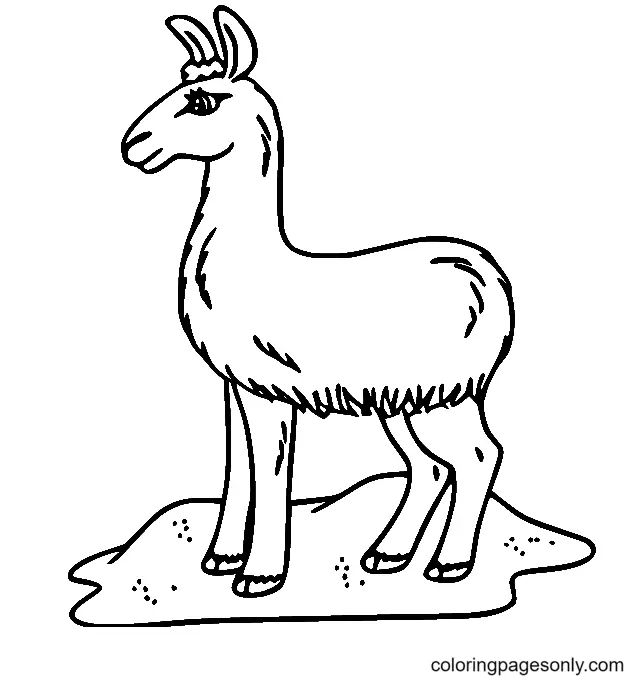 Çocuklar İçin Lama Boyama Sayfaları 