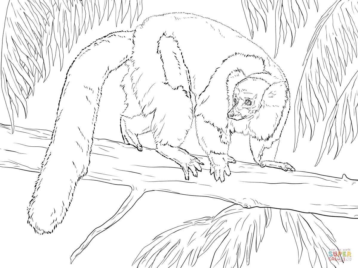 Çocuklar İçin Lemur Boyama Sayfaları 
