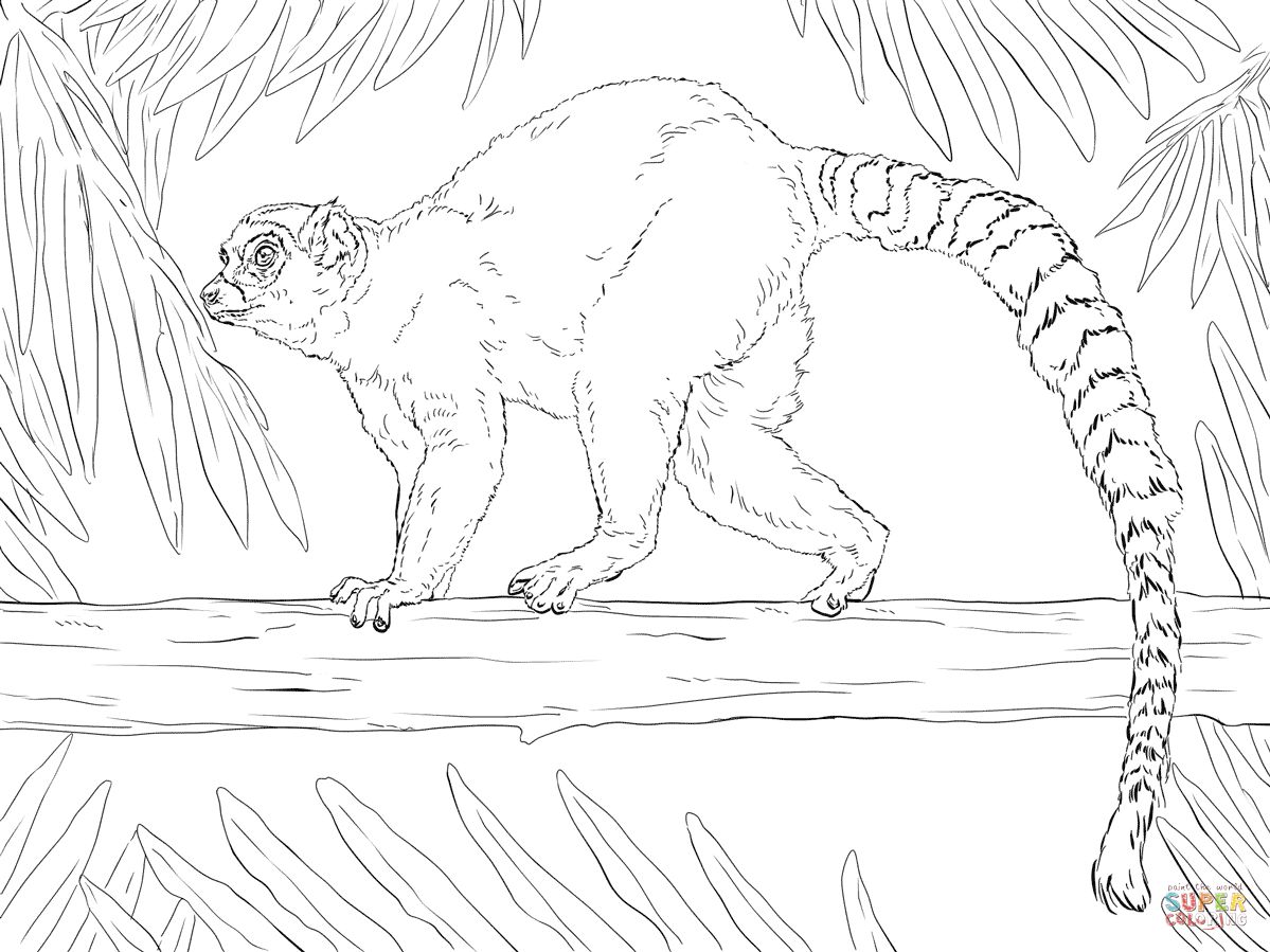 Çocuklar İçin Lemur Boyama Sayfaları 