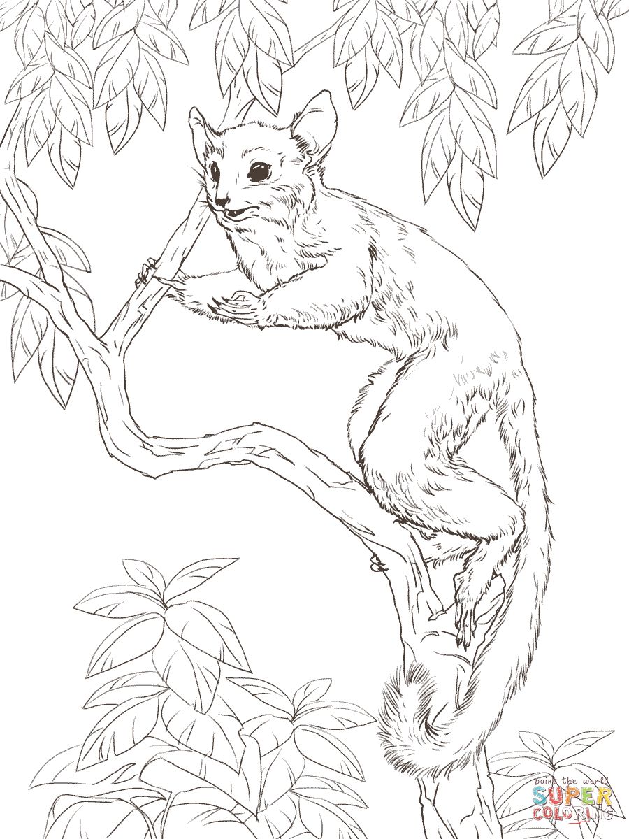 Çocuklar İçin Lemur Boyama Sayfaları 