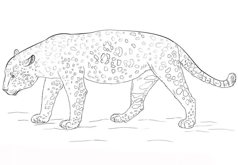 Çocuklar İçin Leopar Boyama Sayfaları 