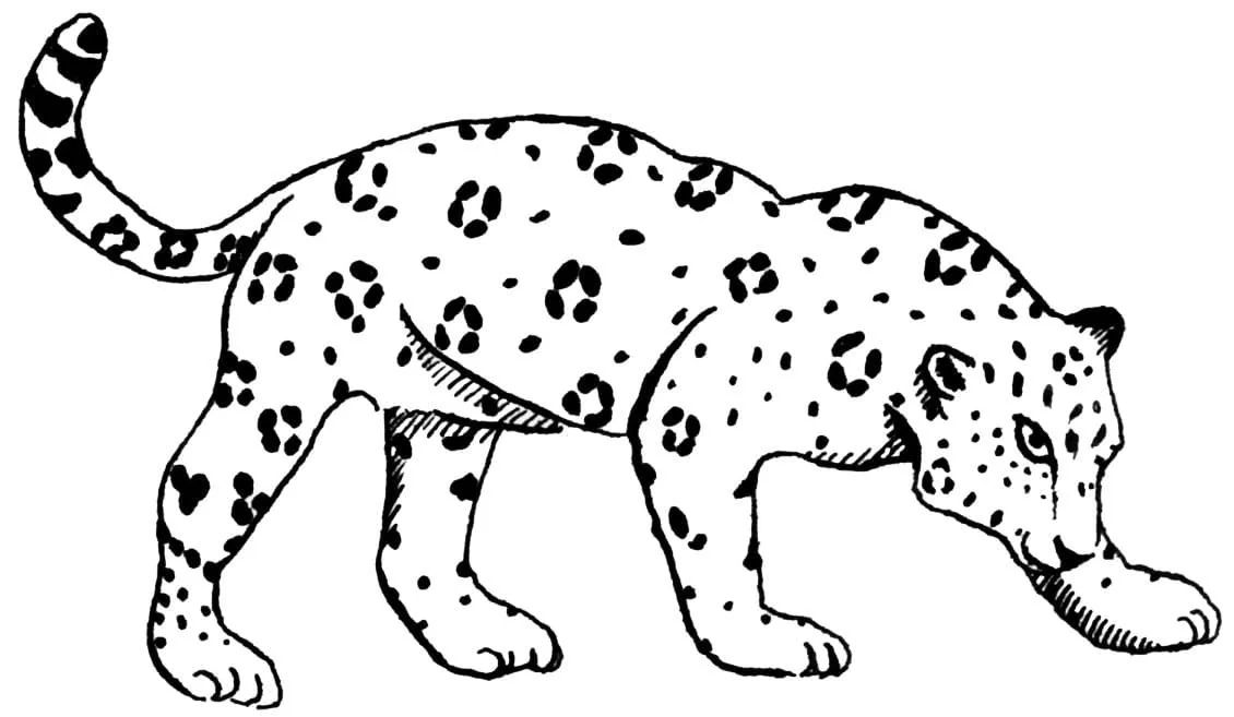 Çocuklar İçin Leopar Boyama Sayfaları 
