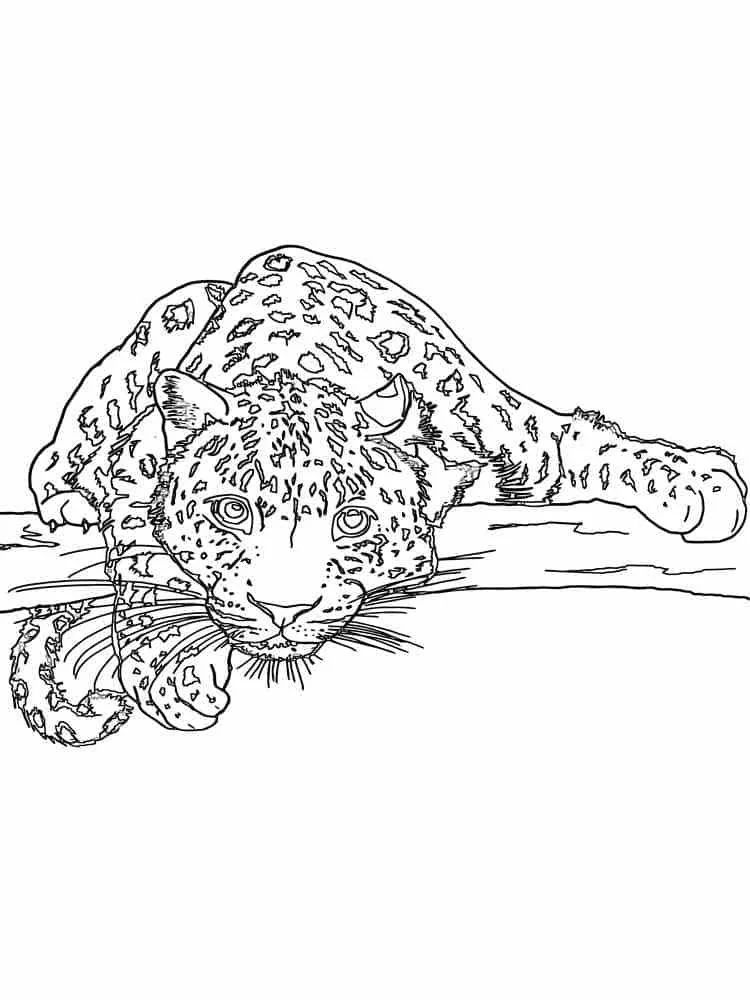 Çocuklar İçin Leopar Boyama Sayfaları 
