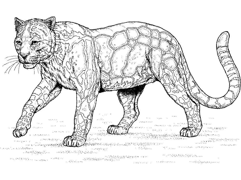 Çocuklar İçin Leopar Boyama Sayfaları 